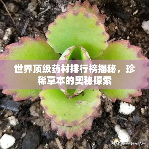 世界頂級(jí)藥材排行榜揭秘，珍稀草本的奧秘探索