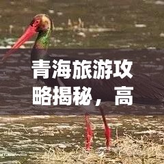青海旅游攻略揭秘，高原之美探險指南