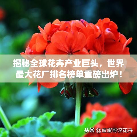 揭秘全球花卉產(chǎn)業(yè)巨頭，世界最大花廠排名榜單重磅出爐！