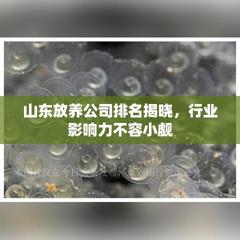 山東放養(yǎng)公司排名揭曉，行業(yè)影響力不容小覷