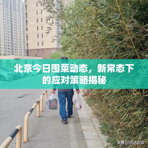 北京今日囤菜動態(tài)，新常態(tài)下的應對策略揭秘