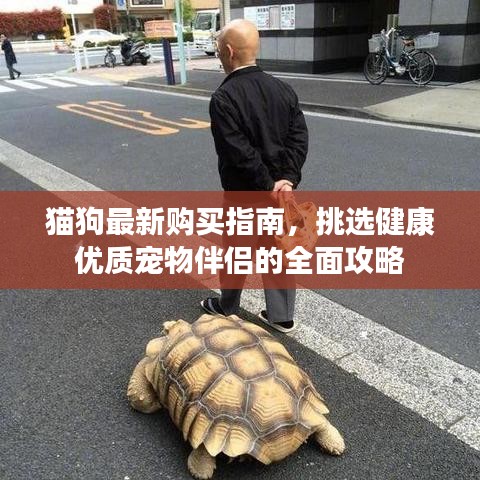 貓狗最新購買指南，挑選健康優(yōu)質寵物伴侶的全面攻略