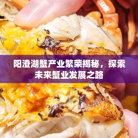 陽(yáng)澄湖蟹產(chǎn)業(yè)繁榮揭秘，探索未來(lái)蟹業(yè)發(fā)展之路