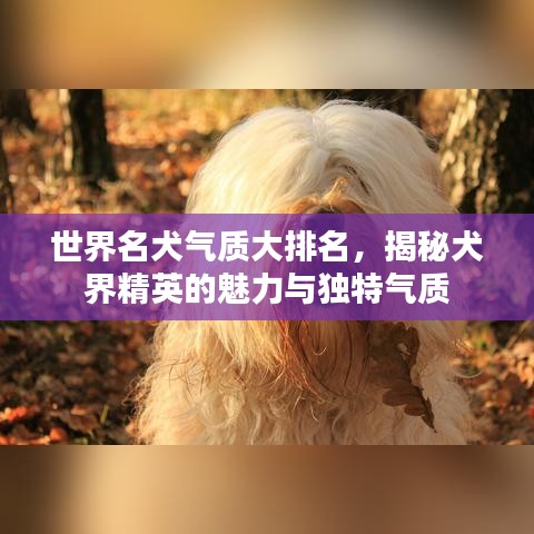 世界名犬氣質(zhì)大排名，揭秘犬界精英的魅力與獨(dú)特氣質(zhì)