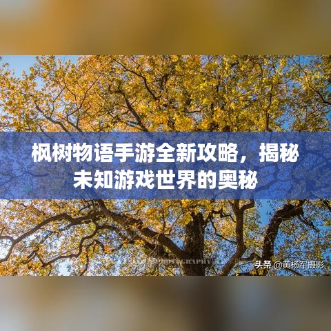 楓樹(shù)物語(yǔ)手游全新攻略，揭秘未知游戲世界的奧秘