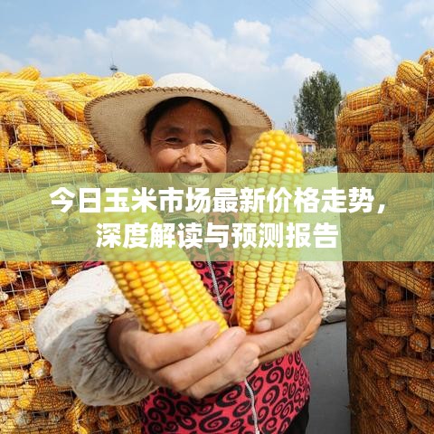 今日玉米市場(chǎng)最新價(jià)格走勢(shì)，深度解讀與預(yù)測(cè)報(bào)告