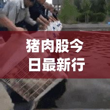 豬肉股今日最新行情解析，市場走勢深度分析與展望