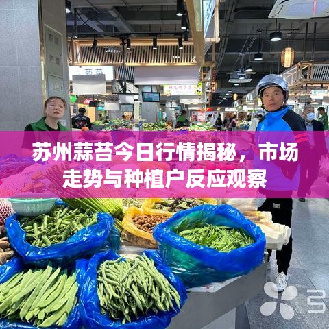 蘇州蒜苔今日行情揭秘，市場走勢與種植戶反應觀察