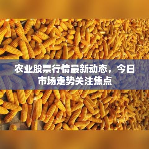 農(nóng)業(yè)股票行情最新動(dòng)態(tài)，今日市場(chǎng)走勢(shì)關(guān)注焦點(diǎn)