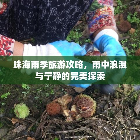 珠海雨季旅游攻略，雨中浪漫與寧?kù)o的完美探索