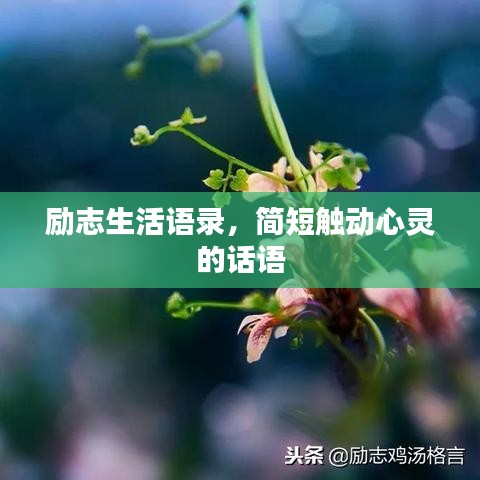 衣不兼彩 第5頁
