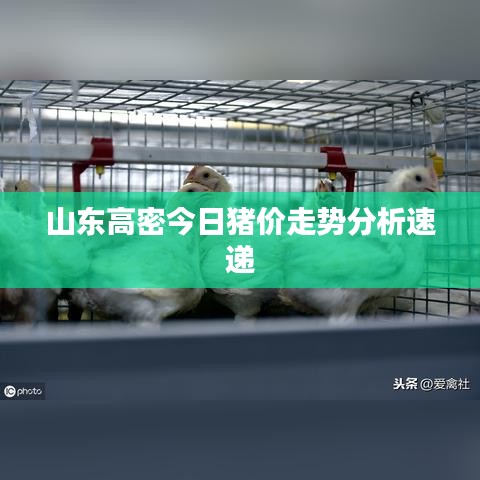 山東高密今日豬價走勢分析速遞