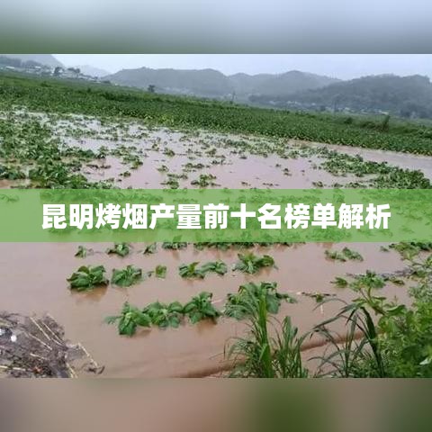 昆明烤煙產量前十名榜單解析
