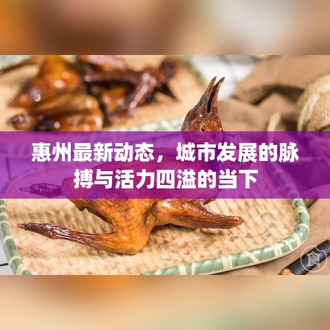 惠州最新動態(tài)，城市發(fā)展的脈搏與活力四溢的當(dāng)下
