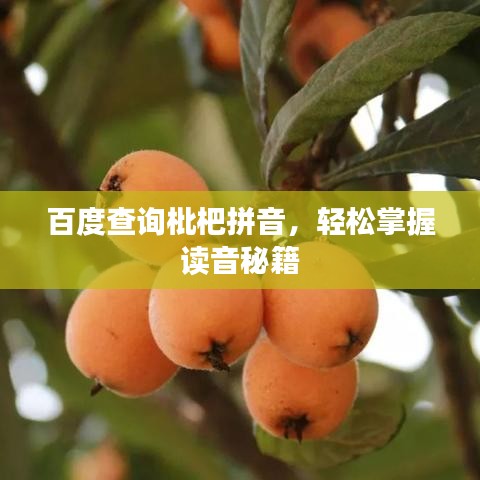 百度查詢枇杷拼音，輕松掌握讀音秘籍