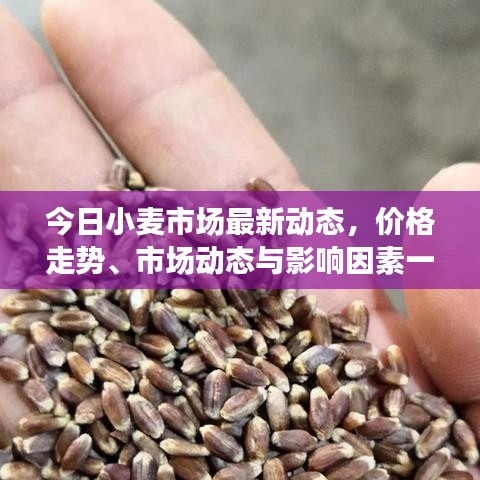今日小麥?zhǔn)袌鲎钚聞討B(tài)，價格走勢、市場動態(tài)與影響因素一網(wǎng)打盡