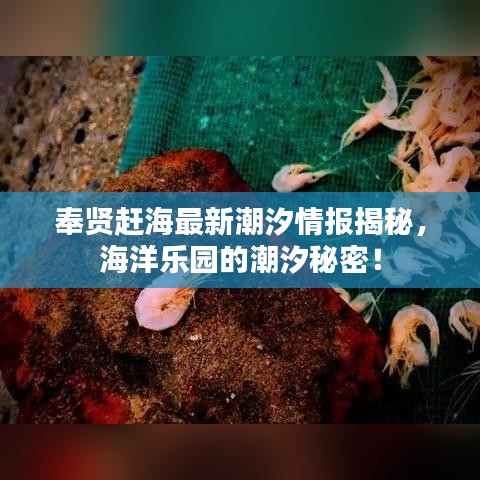 奉賢趕海最新潮汐情報(bào)揭秘，海洋樂園的潮汐秘密！