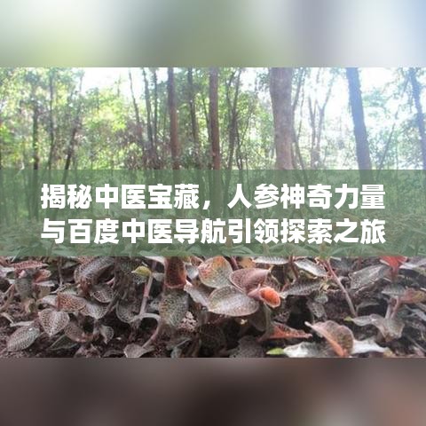 揭秘中醫(yī)寶藏，人參神奇力量與百度中醫(yī)導(dǎo)航引領(lǐng)探索之旅