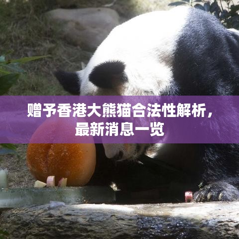 贈予香港大熊貓合法性解析，最新消息一覽