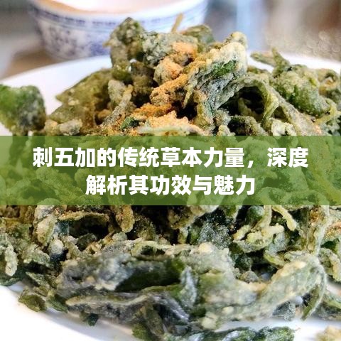 刺五加的傳統(tǒng)草本力量，深度解析其功效與魅力