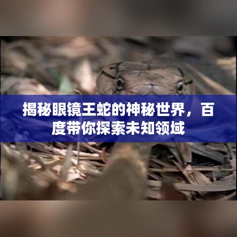 揭秘眼鏡王蛇的神秘世界，百度帶你探索未知領(lǐng)域