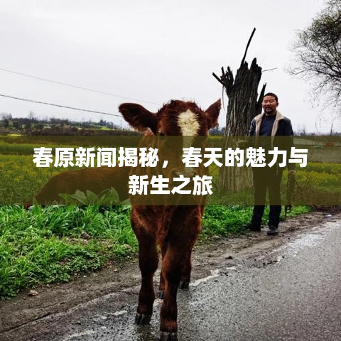 春原新聞揭秘，春天的魅力與新生之旅