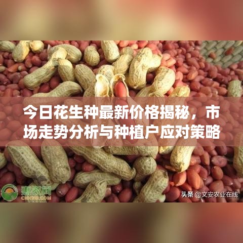 今日花生種最新價(jià)格揭秘，市場(chǎng)走勢(shì)分析與種植戶應(yīng)對(duì)策略探討