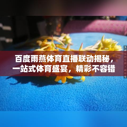 百度雨燕體育直播聯(lián)動揭秘，一站式體育盛宴，精彩不容錯過！