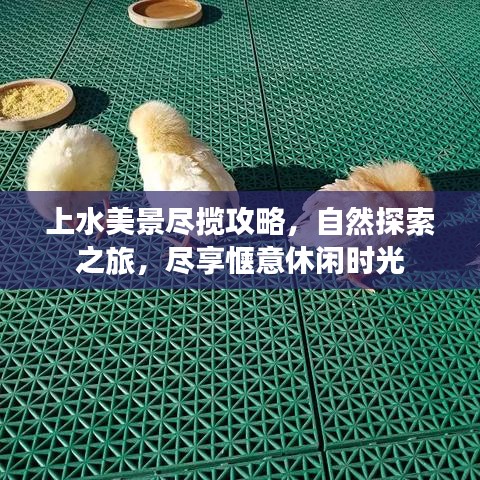 上水美景盡攬攻略，自然探索之旅，盡享愜意休閑時(shí)光