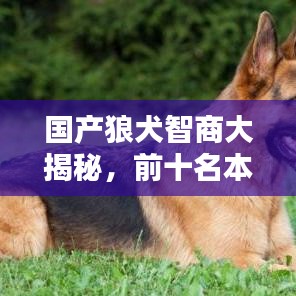 國產狼犬智商大揭秘，前十名本土智慧之星榜單！