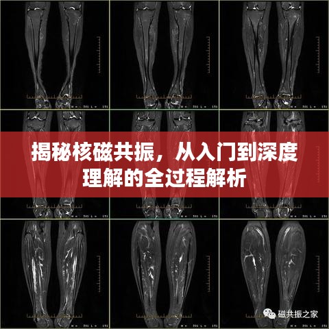 揭秘核磁共振，從入門到深度理解的全過程解析