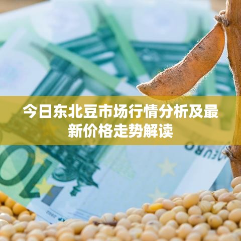 今日東北豆市場行情分析及最新價格走勢解讀