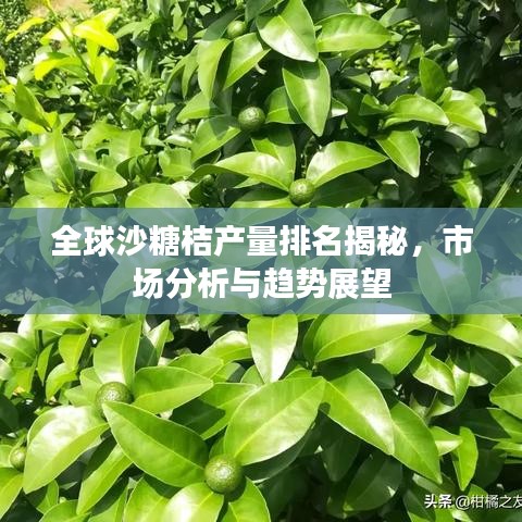 全球沙糖桔產(chǎn)量排名揭秘，市場分析與趨勢展望