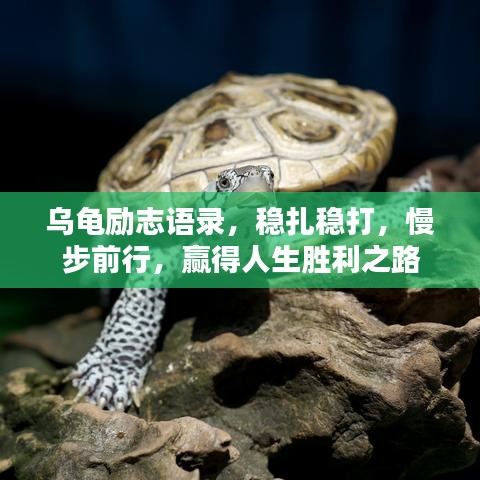 烏龜勵志語錄，穩(wěn)扎穩(wěn)打，慢步前行，贏得人生勝利之路