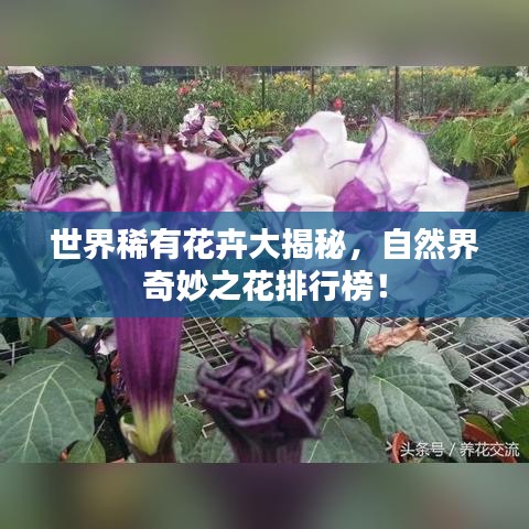 世界稀有花卉大揭秘，自然界奇妙之花排行榜！
