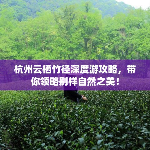 杭州云棲竹徑深度游攻略，帶你領(lǐng)略別樣自然之美！