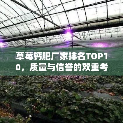 草莓鈣肥廠家排名TOP10，質(zhì)量與信譽的雙重考量榜單揭曉！