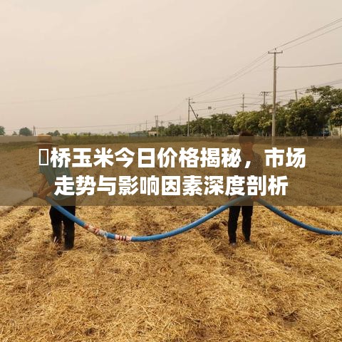 埇橋玉米今日價(jià)格揭秘，市場(chǎng)走勢(shì)與影響因素深度剖析
