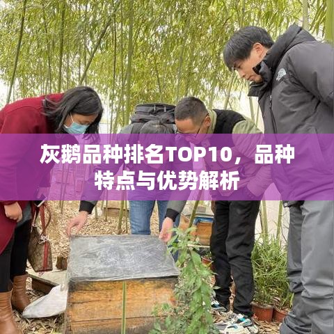 灰鵝品種排名TOP10，品種特點(diǎn)與優(yōu)勢(shì)解析
