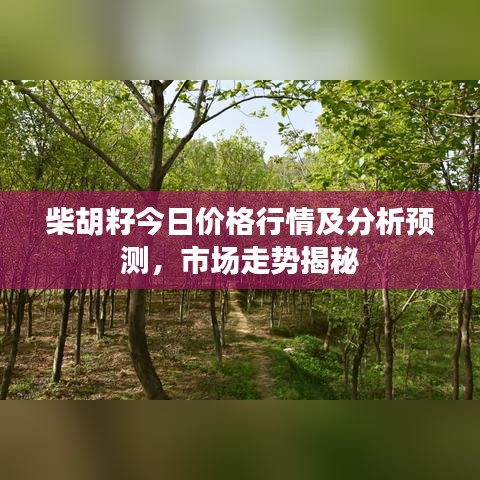 柴胡籽今日價(jià)格行情及分析預(yù)測，市場走勢(shì)揭秘
