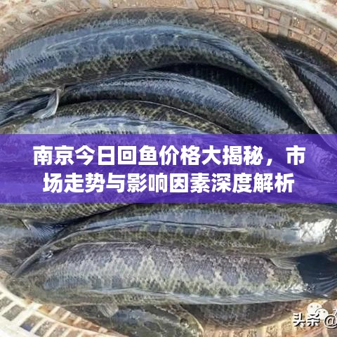 南京今日回魚價格大揭秘，市場走勢與影響因素深度解析
