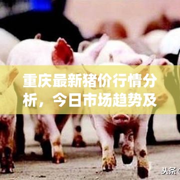 重慶最新豬價行情分析，今日市場趨勢及價格揭秘