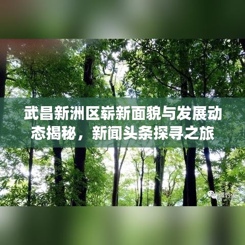 武昌新洲區(qū)嶄新面貌與發(fā)展動態(tài)揭秘，新聞?lì)^條探尋之旅