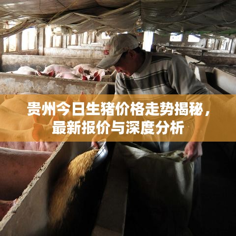 貴州今日生豬價格走勢揭秘，最新報價與深度分析