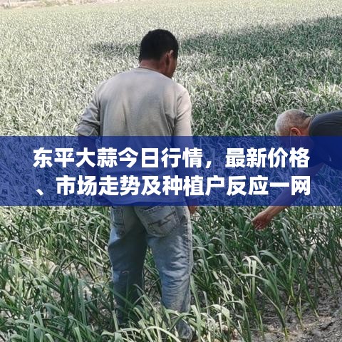 東平大蒜今日行情，最新價格、市場走勢及種植戶反應(yīng)一網(wǎng)打盡！
