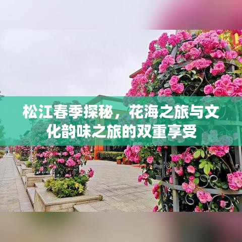 松江春季探秘，花海之旅與文化韻味之旅的雙重享受