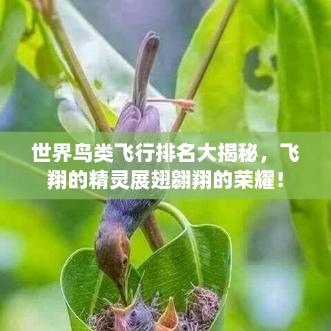 世界鳥類飛行排名大揭秘，飛翔的精靈展翅翱翔的榮耀！