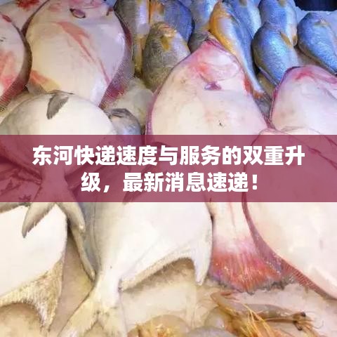 東河快遞速度與服務(wù)的雙重升級(jí)，最新消息速遞！