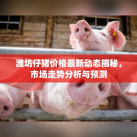 濰坊仔豬價格最新動態(tài)揭秘，市場走勢分析與預(yù)測
