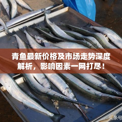 青魚最新價(jià)格及市場走勢深度解析，影響因素一網(wǎng)打盡！